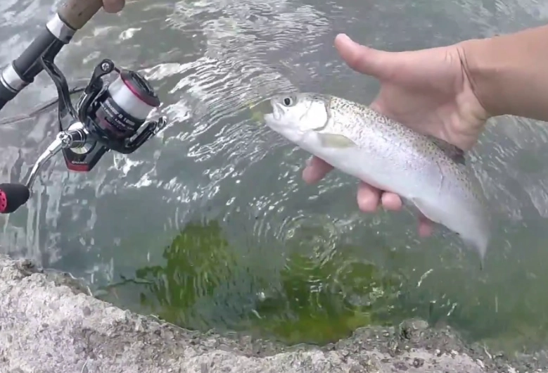 how to catch trout how to catch trout