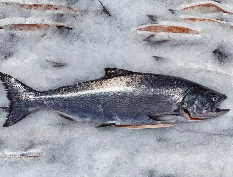 best salmon rivers California