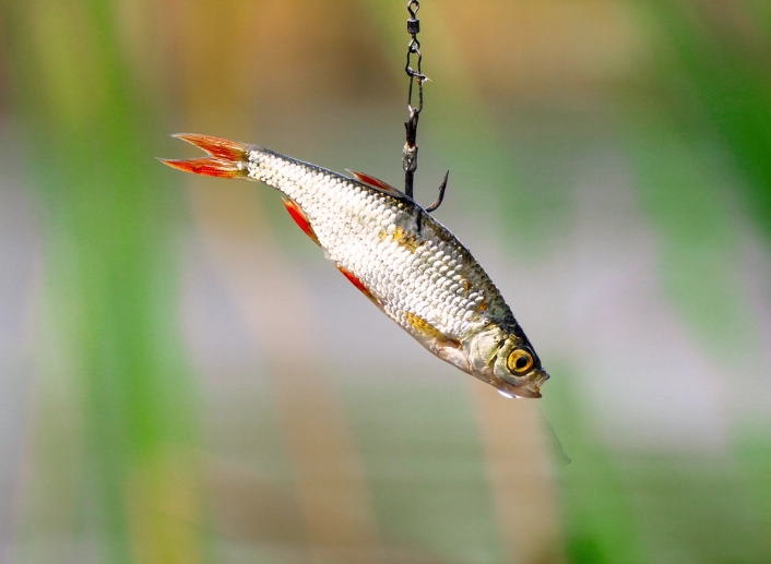 types of live bait types of live bait