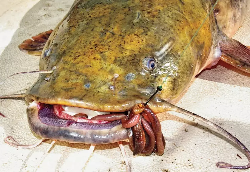 types of live bait types of live bait