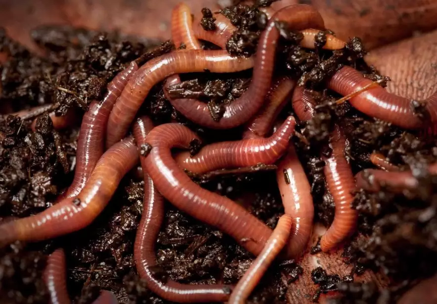 how to keep worms alive for fishing