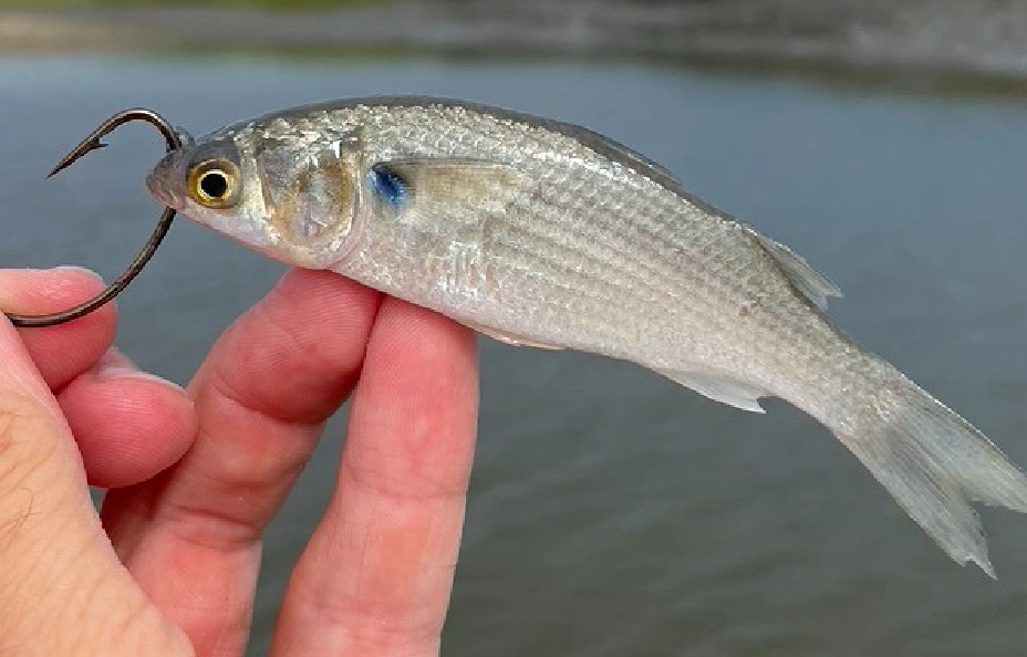 best live bait for bass