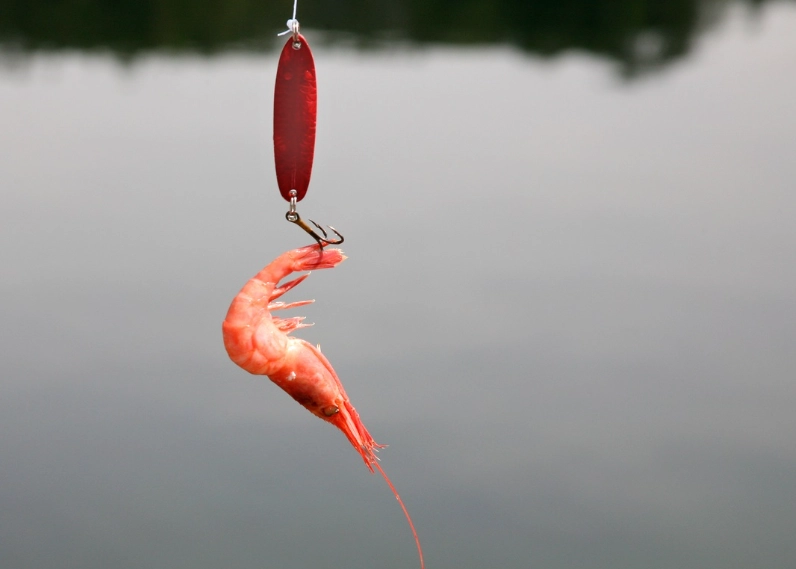 best live bait for bass