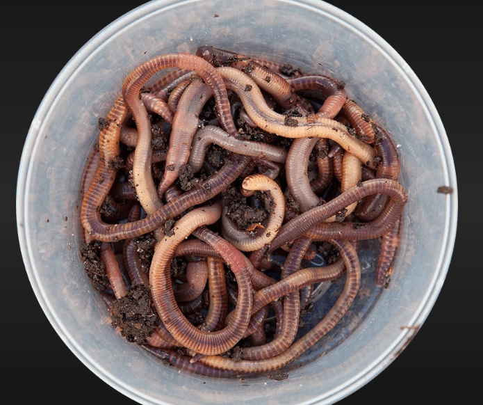 best worms for freshwater fishing