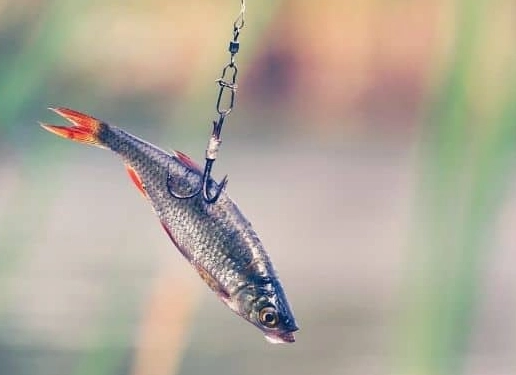 how to fish with minnows