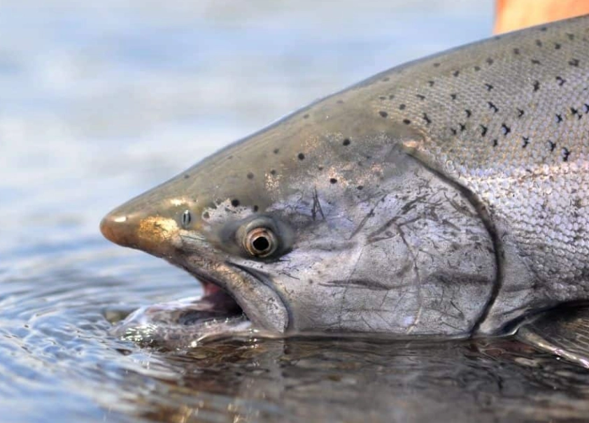 best salmon rivers California