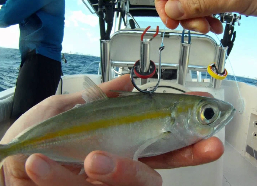 live bait fishing live bait fishing