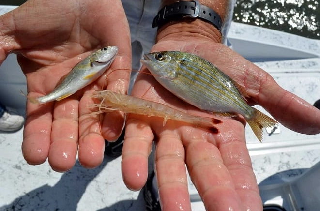 how to keep live bait alive how to keep live bait alive