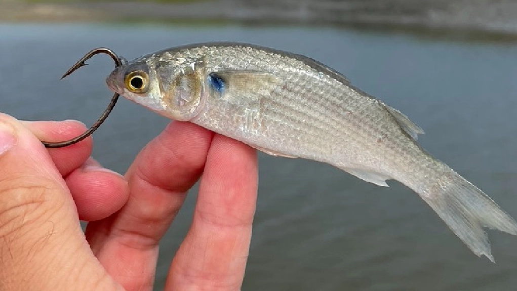 live bait fishing live bait fishing