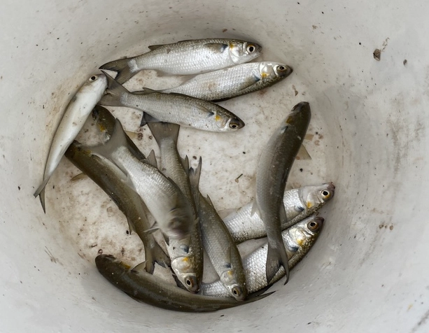 how to keep live bait alive how to keep live bait alive