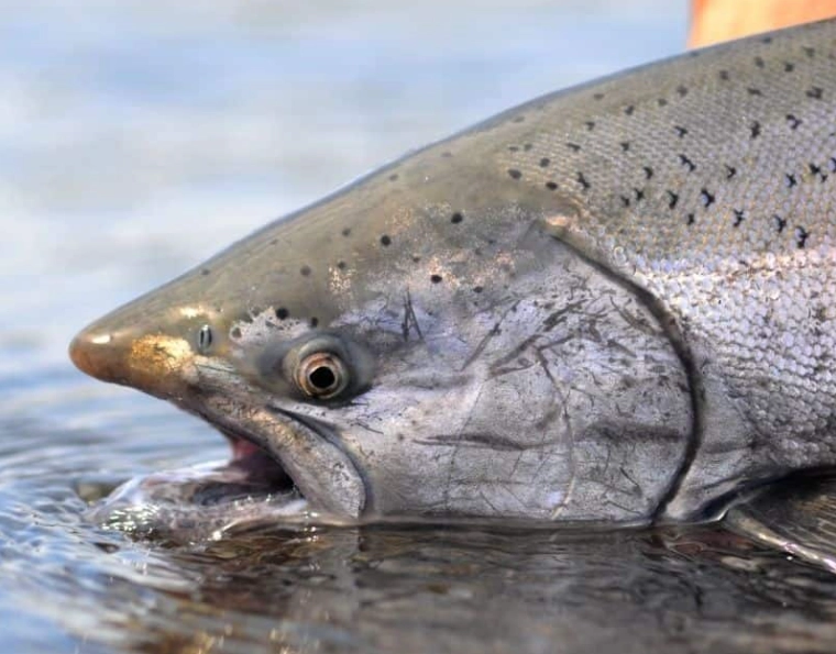 Salmon fishing California rivers