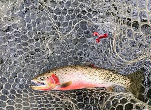 trout fishing rod and reel combo