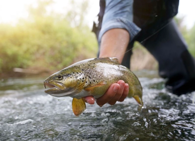 trout fishing rod and reel combo
