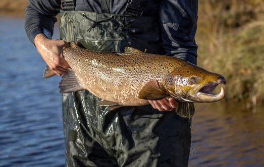 how to catch salmon for beginners