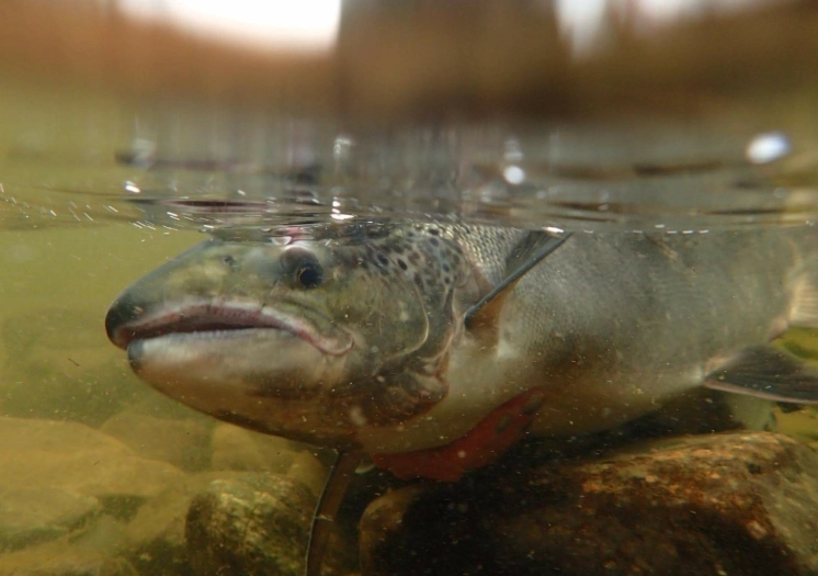 salmon fishing setup for beginners