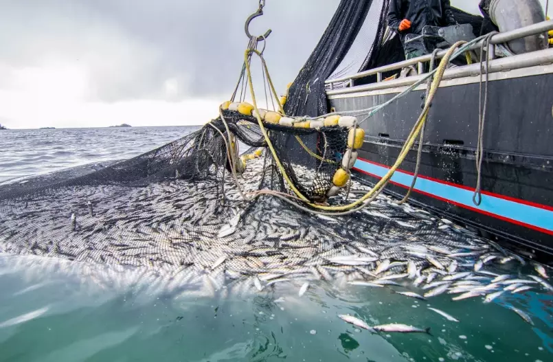 deep sea fishing gear