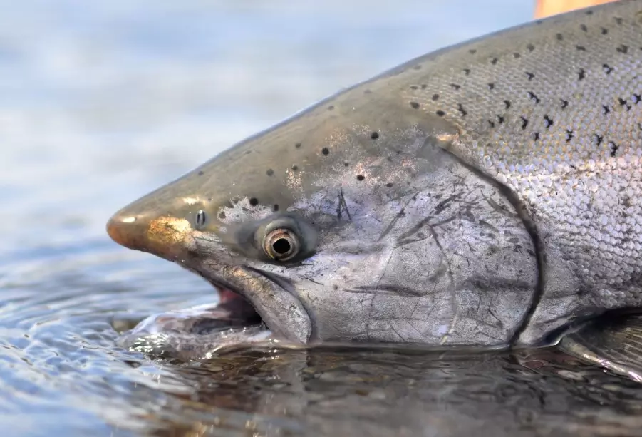Pacific salmon fishing