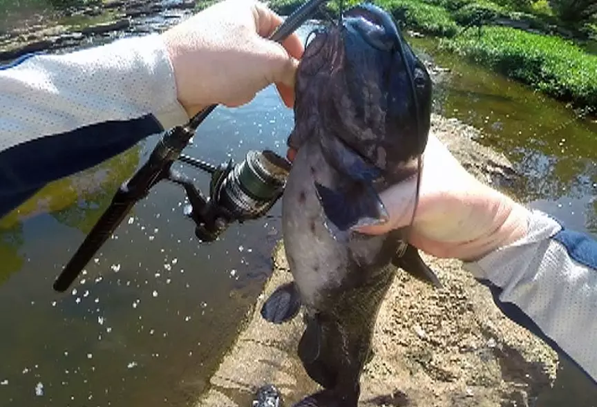 catfishing techniques