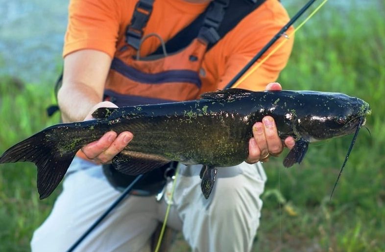 best catfish bait for lakes