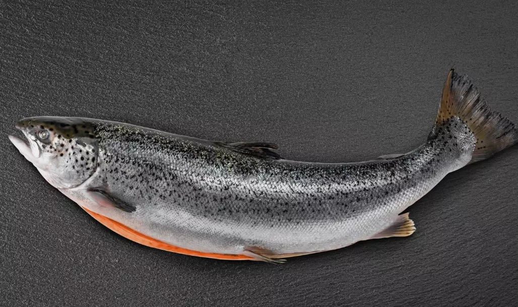 best salmon fishing techniques