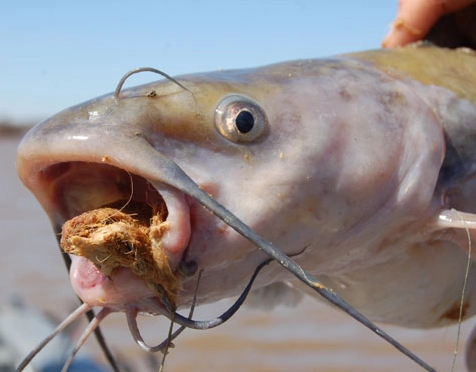 how long for catfish to bite