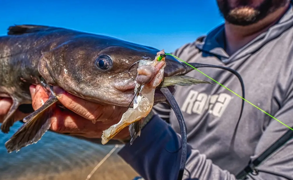 catfish bait