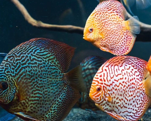 what to bring fishing