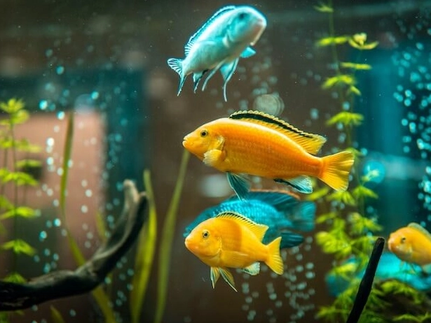 freshwater fishing gear