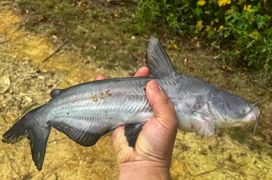 how to catch catfish