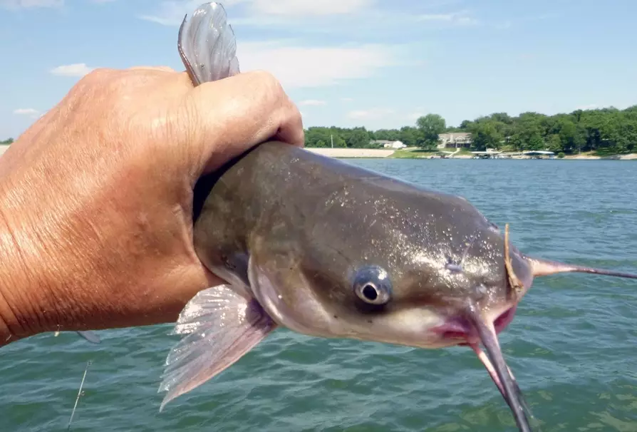 What is catfish fishing called?