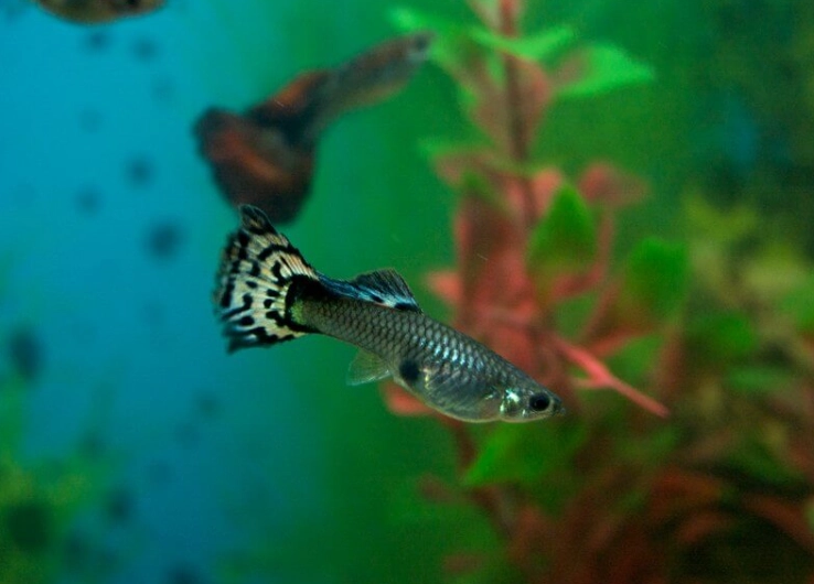 freshwater fishing tips