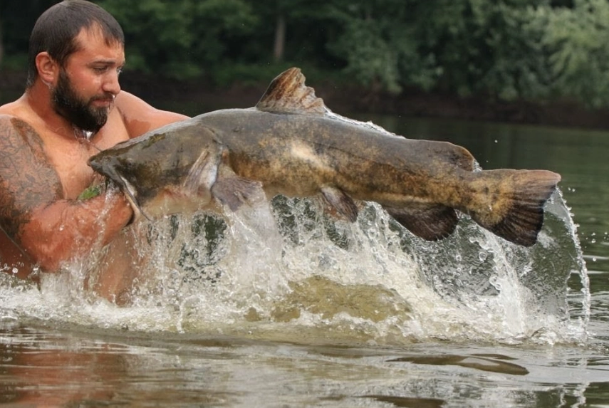 hand fishing for catfish