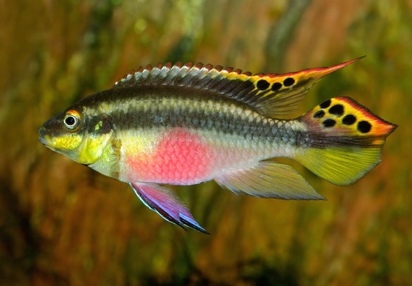 freshwater fishing tips