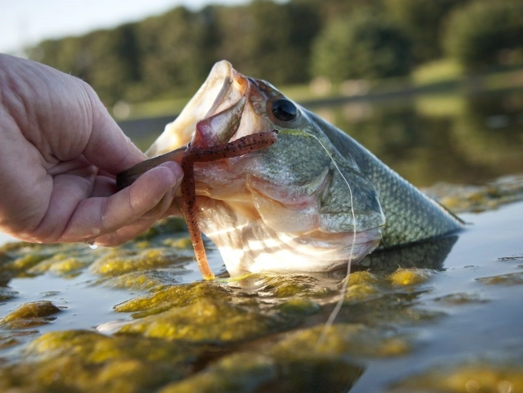 live bait for bass live bait for bass
