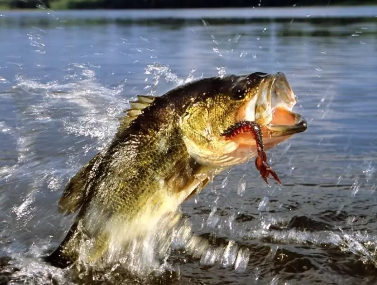 Largemouth bass fishing