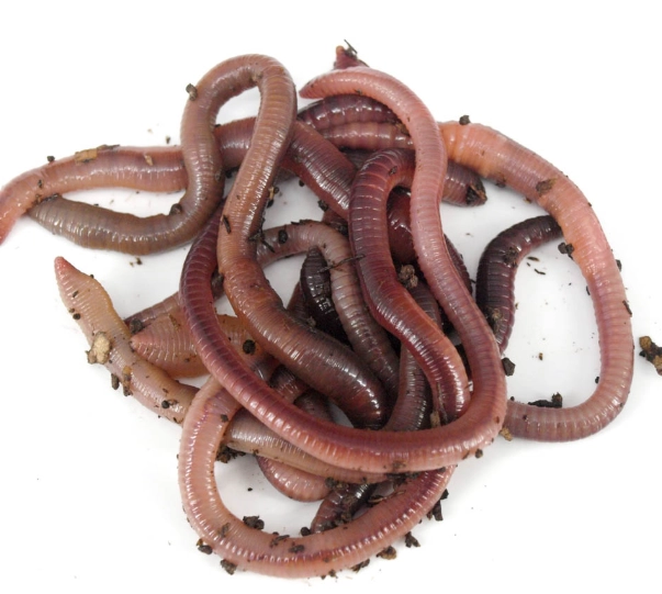 best fishing worms