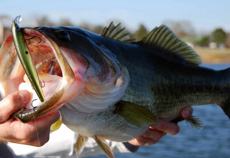how to catch bass