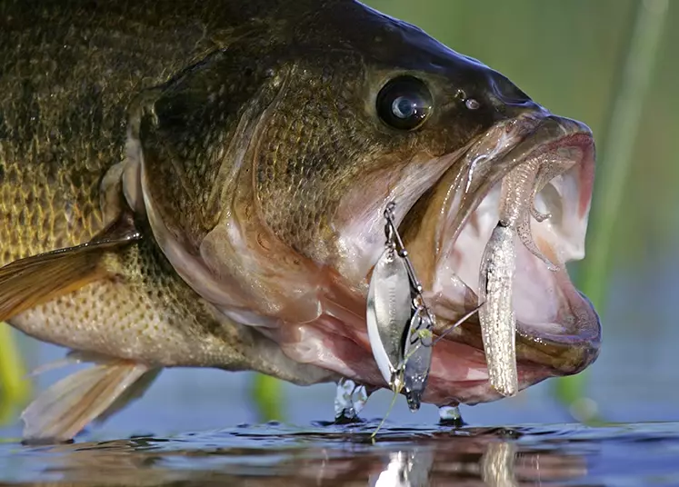 how to catch largemouth bass