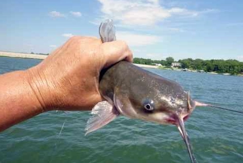 how to catch catfish