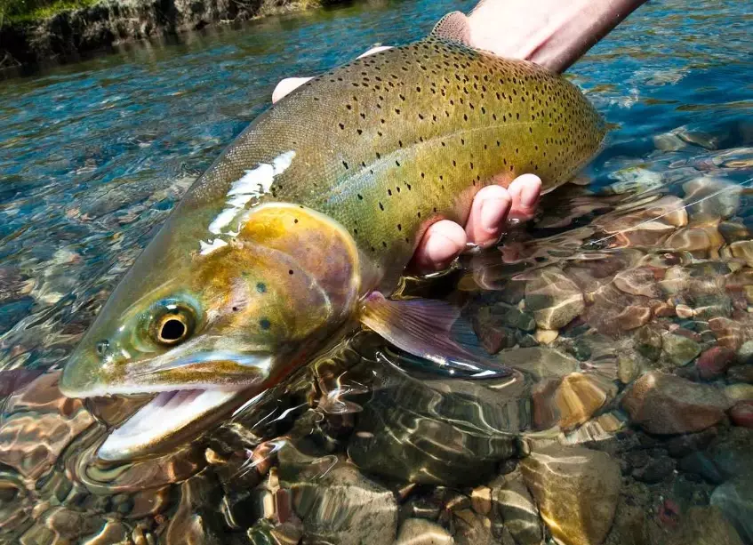 fly fishing for beginners
