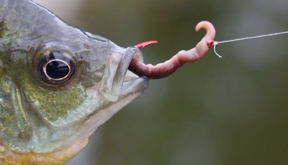 best fishing worms best fishing worms