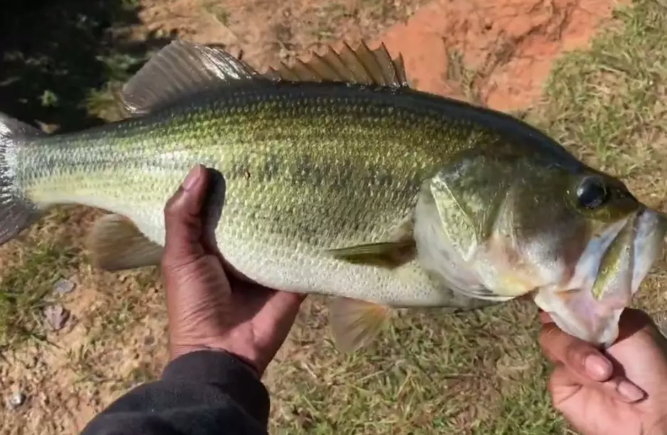 bass fishing techniques
