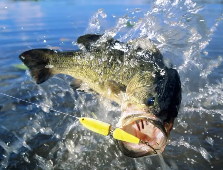 bass fishing tips