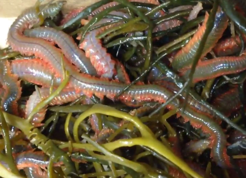 how to use live worms for fishing how to use live worms for fishing