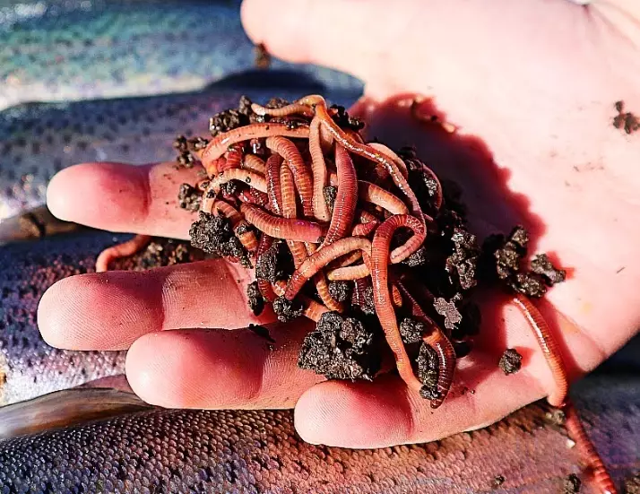 how to use live worms for fishing how to use live worms for fishing