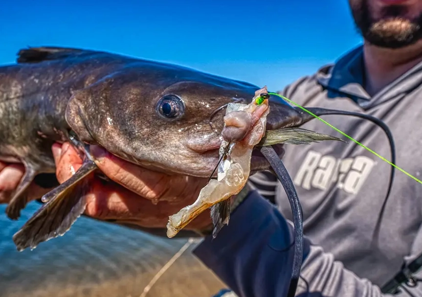 catfish bait
