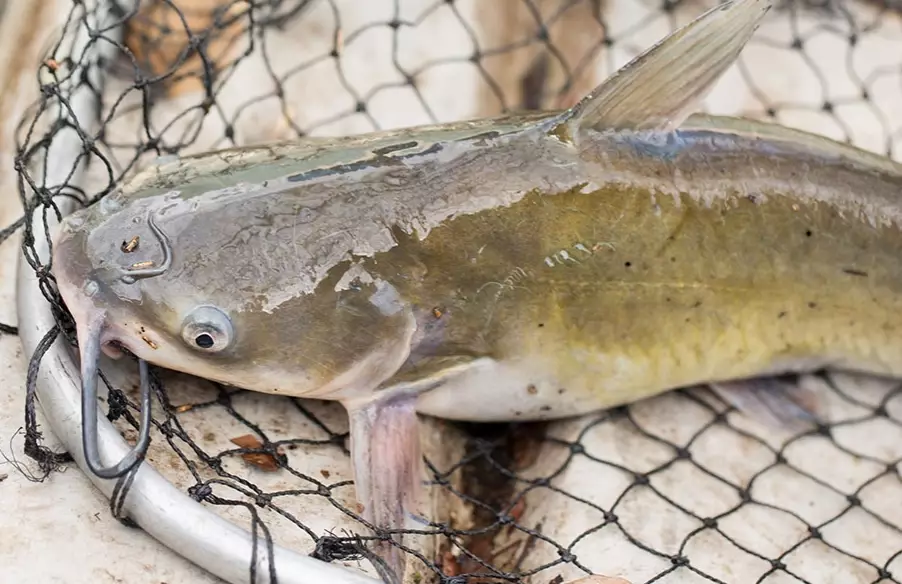 how to catch catfish