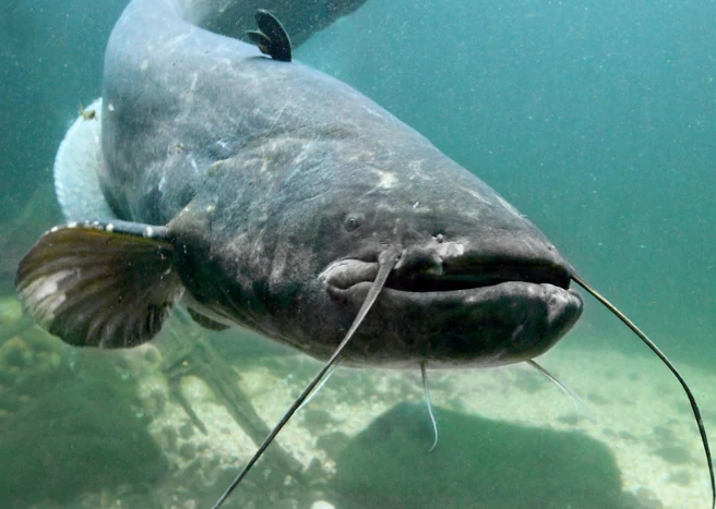 how to catch catfish