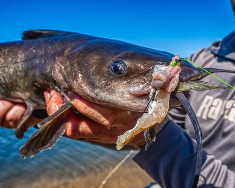 best catfish bait