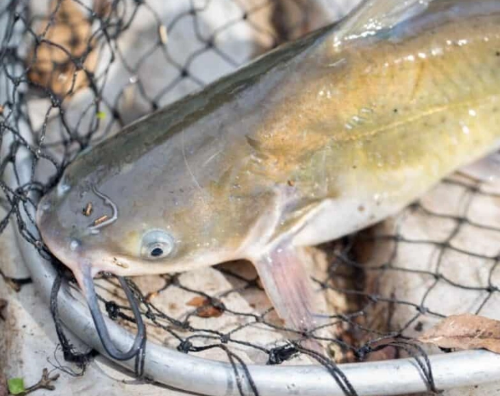 where to catch catfish